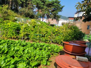 농녀님의 기타작물 · 영농일지 작성글 사진