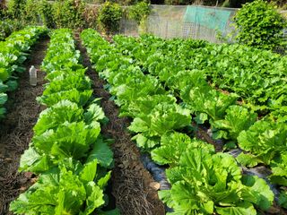 농녀님의 기타작물 · 영농일지 작성글 사진