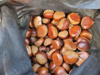 홍가네수정농장님의 기타작물 · 영농일지 작성글 사진