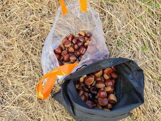 홍가네수정농장님의 기타작물 · 영농일지 작성글 사진