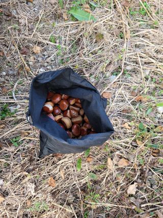 홍가네수정농장님의 기타작물 · 영농일지 작성글 사진