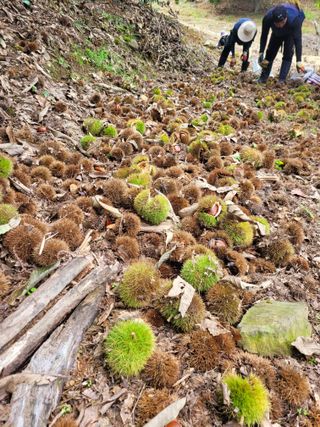 홍가네수정농장님의 기타작물 · 영농일지 작성글 사진