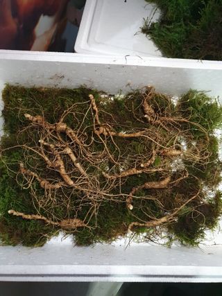 예천토종꿀벌 님의 작성글 사진