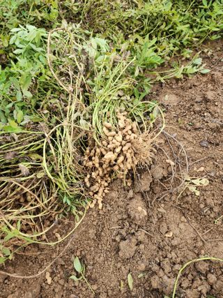 조정구님의 기타작물 · 영농일지 작성글 사진