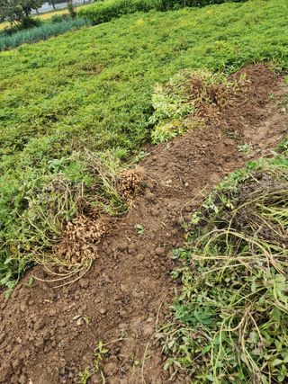 조정구님의 기타작물 · 영농일지 작성글 사진