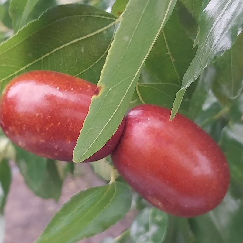 아로대추님의 장터 판매 상품 [달고 아삭한 맛있는 생대추 판매합니다] 첨부 사진