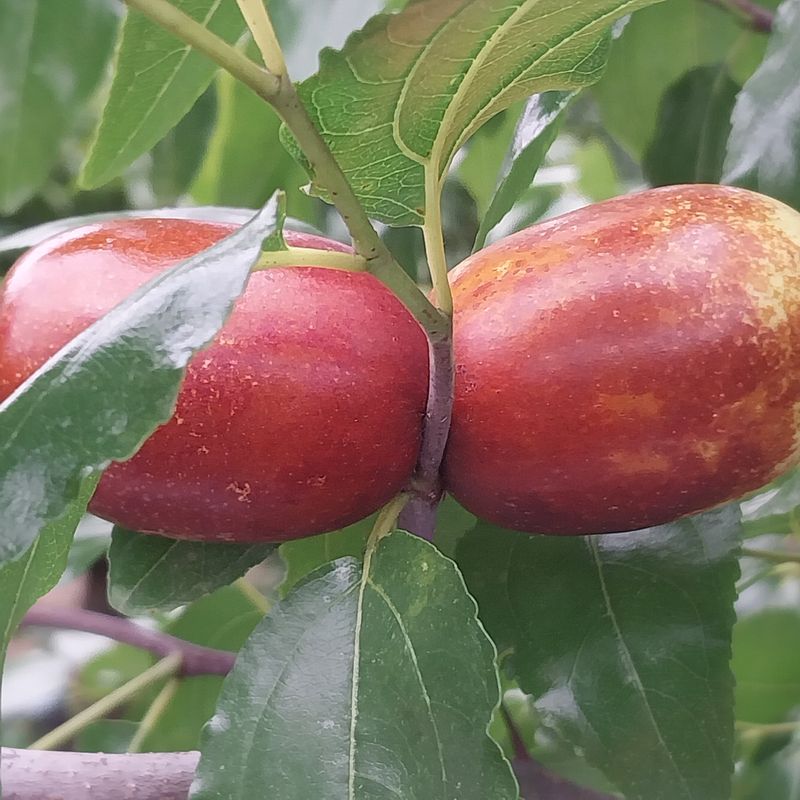 아로대추님의 장터 판매 상품 [달고 아삭한 맛있는 생대추 판매합니다] 첨부 사진
