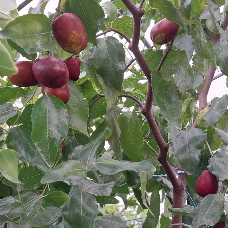 아로대추님의 장터 판매 상품 [달고 아삭한 맛있는 생대추 판매합니다] 첨부 사진