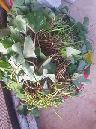 안지댁님의 고구마 · 영농일지 작성글 사진