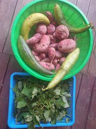 안지댁님의 고구마 · 영농일지 작성글 사진