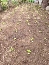 팜모닝 배추·영농일지 게시글 이미지