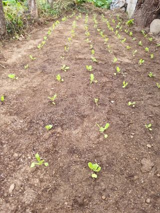 이찬암님의 배추 · 영농일지 작성글 사진