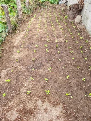 이찬암님의 배추 · 영농일지 작성글 사진