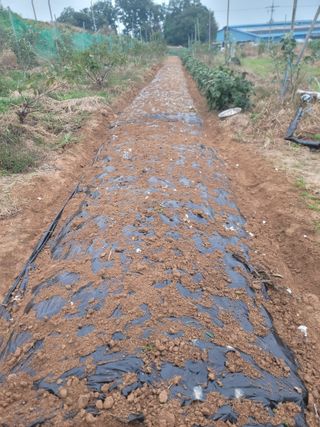 황금알대박농원!님의 감 · 영농일지 작성글 사진