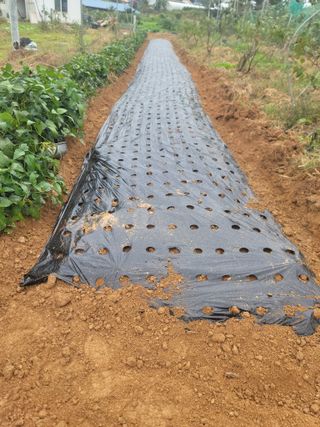 황금알대박농원!님의 감 · 영농일지 작성글 사진