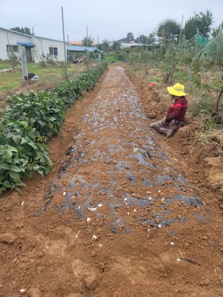 황금알대박농원!님의 감 · 영농일지 작성글 사진