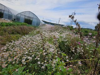 채경희님의 기타작물 · 영농일지 작성글 사진