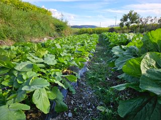 상추10383님의 배추 · 영농일지 작성글 사진