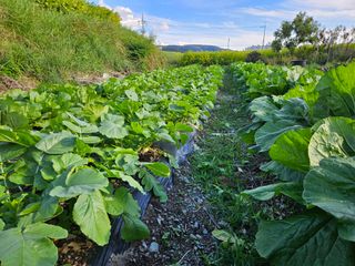 상추10383님의 배추 · 영농일지 작성글 사진