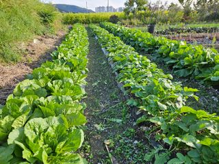 상추10383님의 배추 · 영농일지 작성글 사진