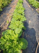 팜모닝 고추·영농일지 게시글 이미지