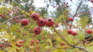 이경영 님의 [팜춘문예] 짧은 시 쓰기| 2024 · 참여글 작성글 사진