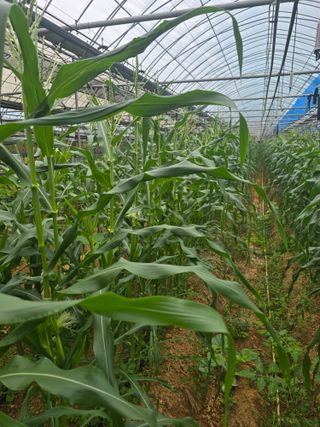 홍성규 님의 옥수수 · 영농일지 작성글 사진