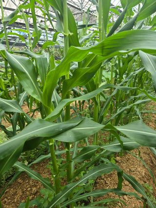 홍성규 님의 옥수수 · 영농일지 작성글 사진