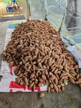 팜모닝 고구마·영농일지 게시글 이미지