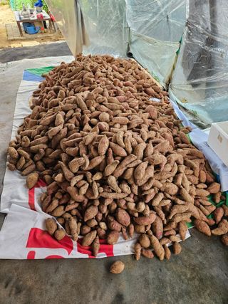 이기연님의 고구마 · 영농일지 작성글 사진