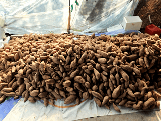 이기연님의 고구마 · 영농일지 작성글 사진