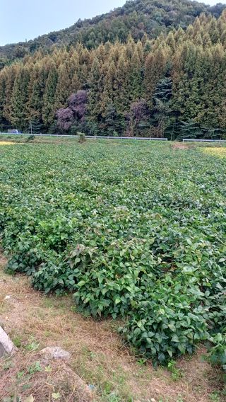 향촌님의 자유주제 · 자유게시판 작성글 사진