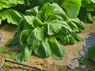 박소원님의 자유주제 · 자유게시판 작성글 사진