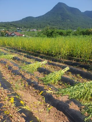 김영복님의 [팜춘문예] 짧은 시 쓰기| 2024 · 참여글 작성글 사진