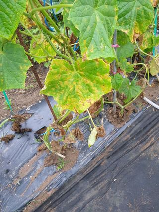 권영식님의 오이 · 병해충상담 작성글 사진