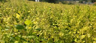 가루개님의 자유주제 · 자유게시판 작성글 사진