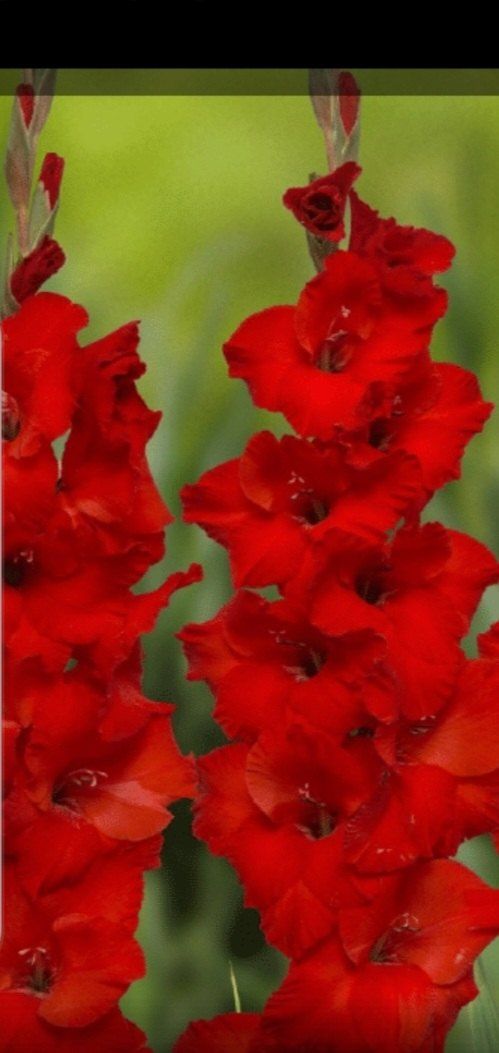 장터 상품 [글라디울러스구근30알만원] 썸네일