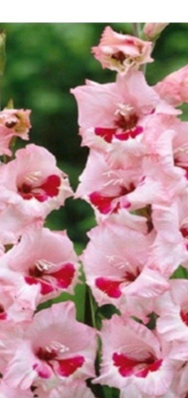 윤금옥님의 장터 판매 상품 [글라디울러스구근30알만원] 첨부 사진