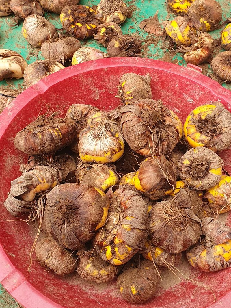 윤금옥님의 장터 판매 상품 [글라디울러스구근30알만원] 첨부 사진