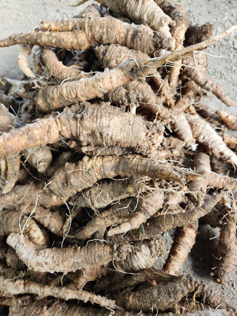 장터 상품 [더덕 4키로 ] 썸네일