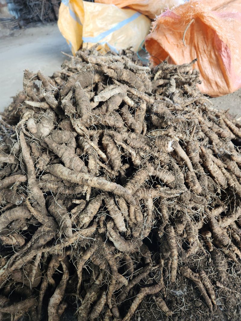 윤미선(농경채인증님의 장터 판매 상품 [더덕 4키로 ] 첨부 사진