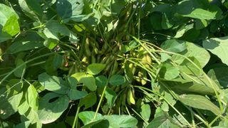 조용욱 용강농원님의 콩 · 영농일지 작성글 사진