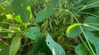 조용욱 용강농원님의 콩 · 영농일지 작성글 사진