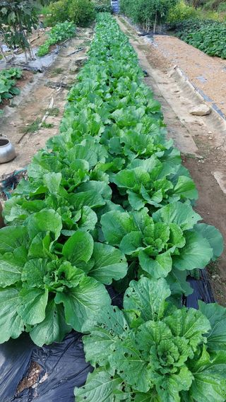 국화옆에서님의 배추 · 영농일지 작성글 사진