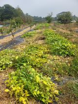 팜모닝 들깨·영농일지 게시글 이미지