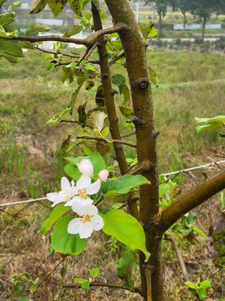 안종※님의 들깨 · 영농일지 작성글 사진