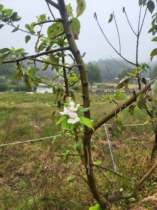 안종※님의 들깨 · 영농일지 작성글 사진