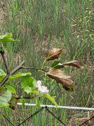 안종※님의 들깨 · 영농일지 작성글 사진