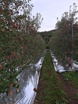 팜모닝 사과·영농일지 게시글 이미지