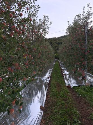 조순자님의 사과 · 영농일지 작성글 사진